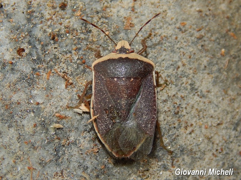 Pentatomidae: Nezara viridula forma torquata (SS)